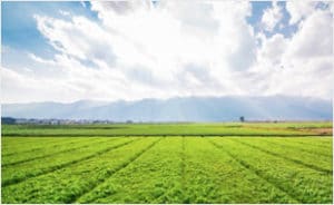 field of crops