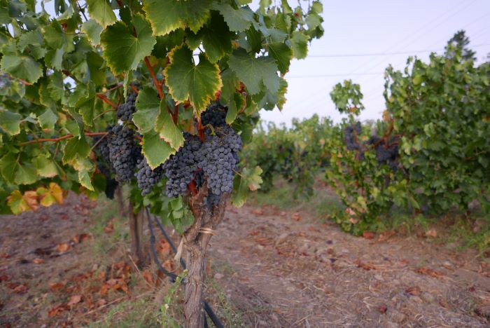 beautiful wine grapes